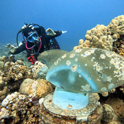 Permanent underwater installation Red Sea